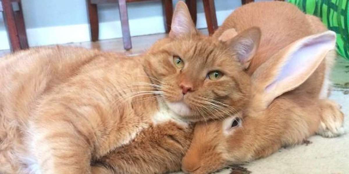 Giant Rabbit And Cat Meet, Become Total Twins - The Dodo