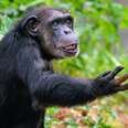 Hundreds Of Chimps Who Grew Up In A Lab Are About To Be Set Free