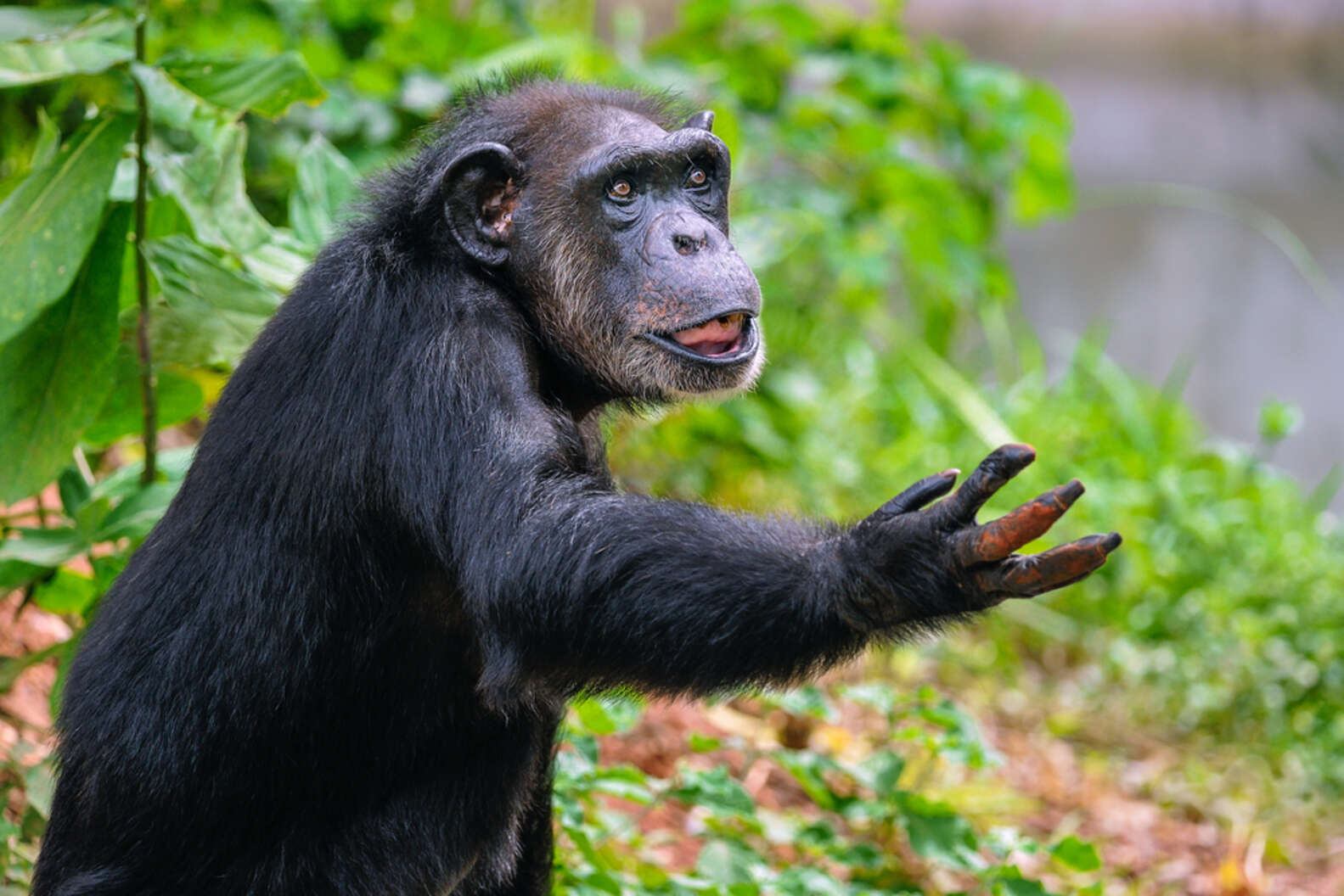 Hundreds Of Chimps Who Grew Up In A Lab Are About To Be Set Free - The Dodo