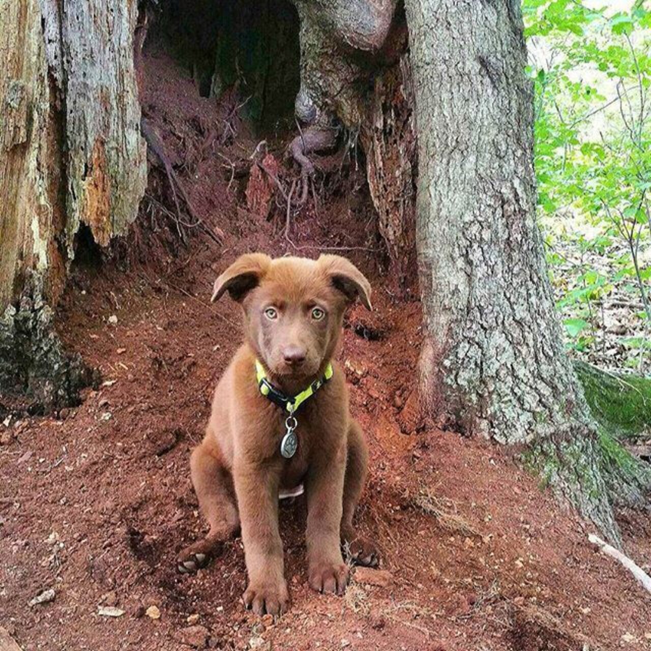 19 Mutts That Kick Butt - The Dodo