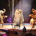 This Major City Just Banned The Use Of Wild Animals In Circuses