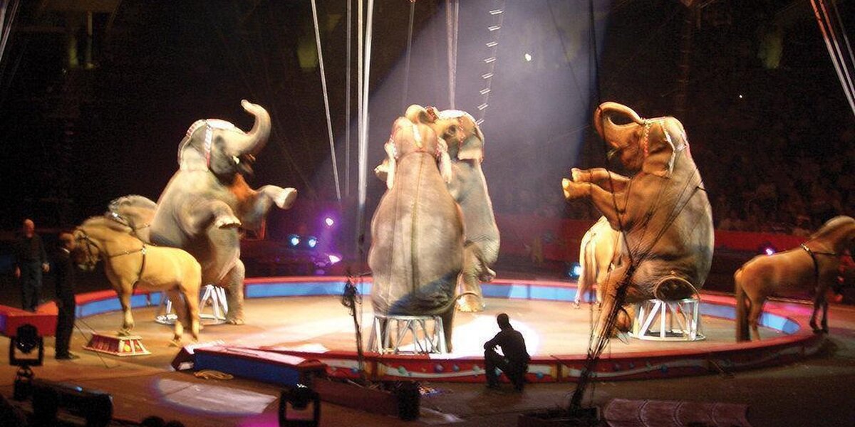 Los Angeles Bans The Use Of Wild Animals For Entertainment - The Dodo