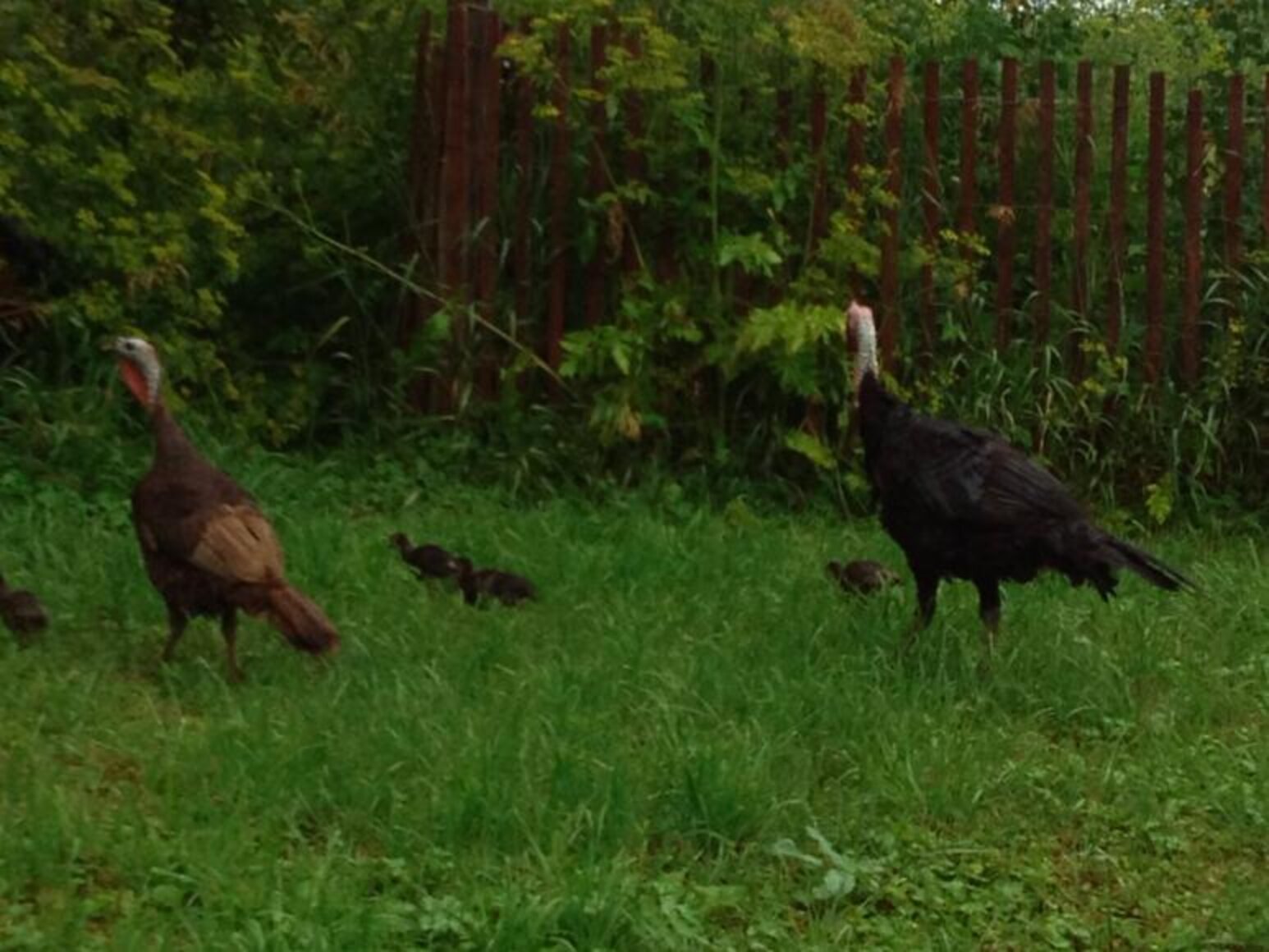 America Has Created A Big Problem With Angry Turkeys - The Dodo