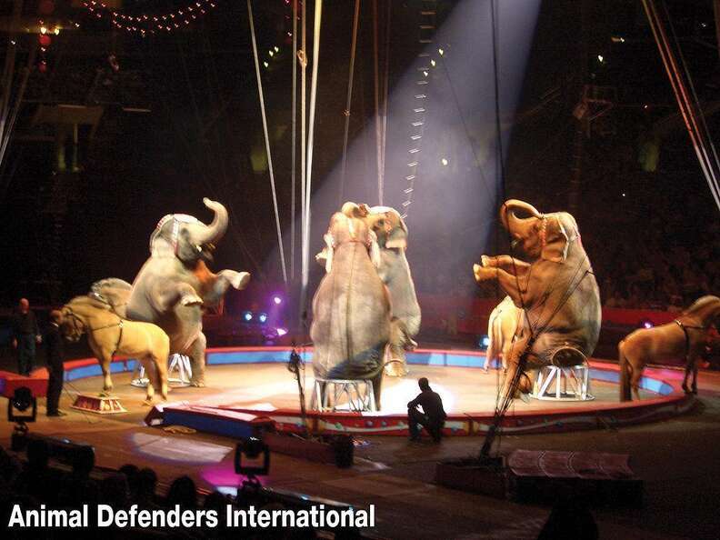 Wild animals being used in a circus