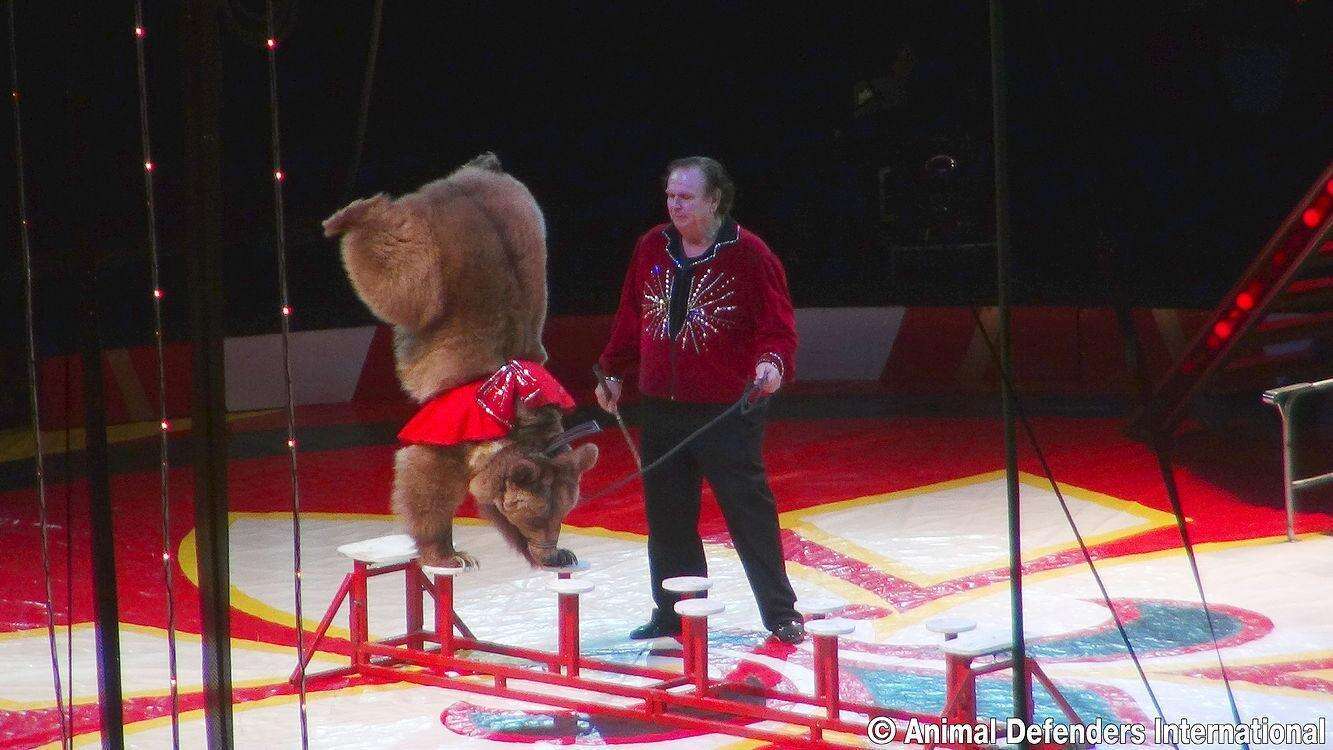 Wild bear being used in a circus