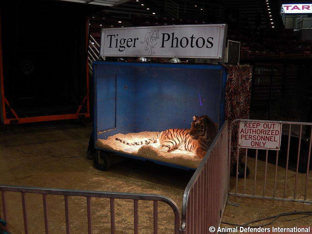 Wild tiger being used in a circus