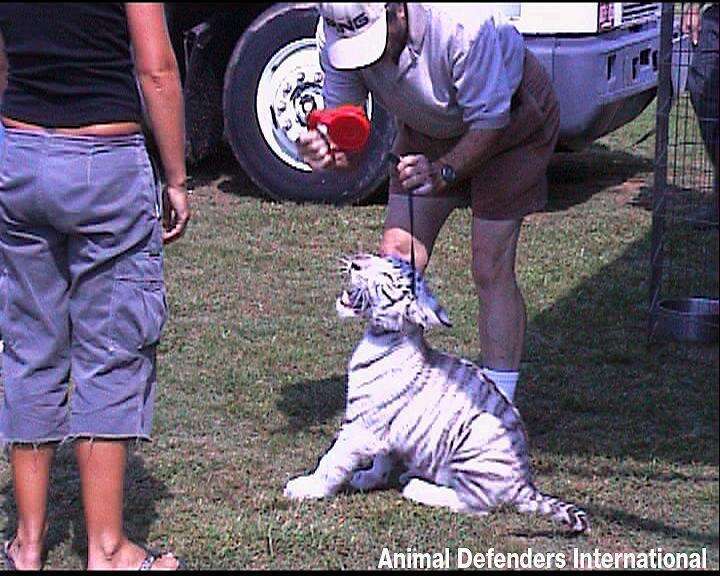 Wild tiger being used for entertainment purposes