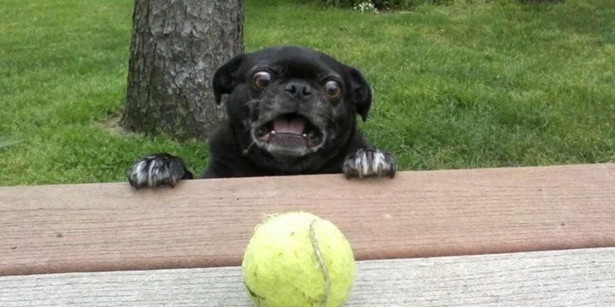 10 Pug Photobombs Guaranteed To Put A Smile On Your Face - The Dodo