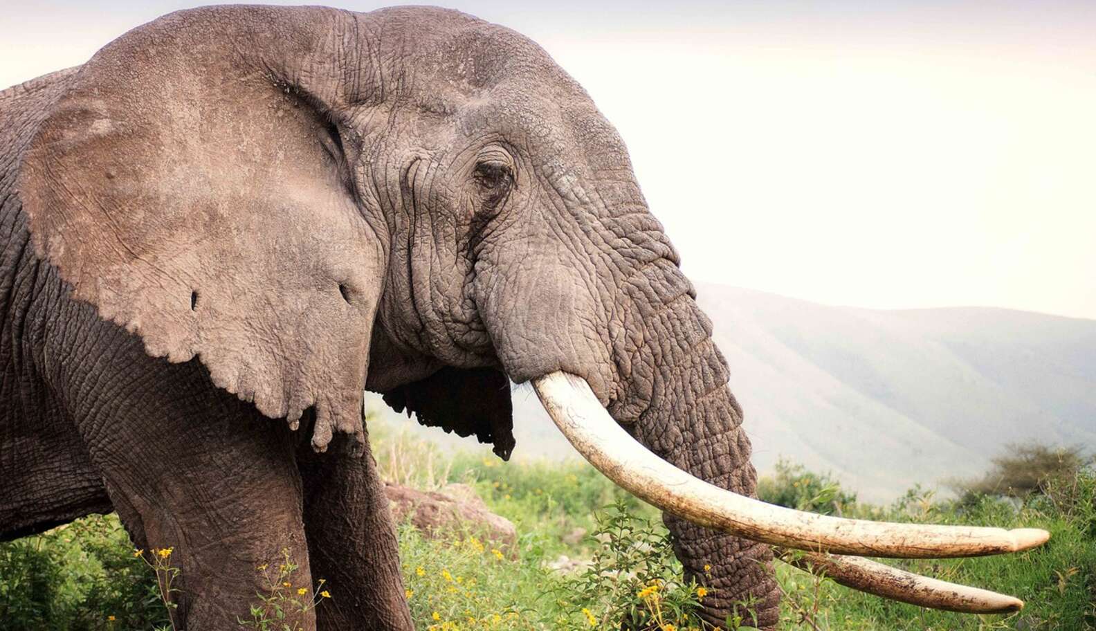 3 Things We Can Fix Right Now To Prevent Elephant Extinction - The Dodo