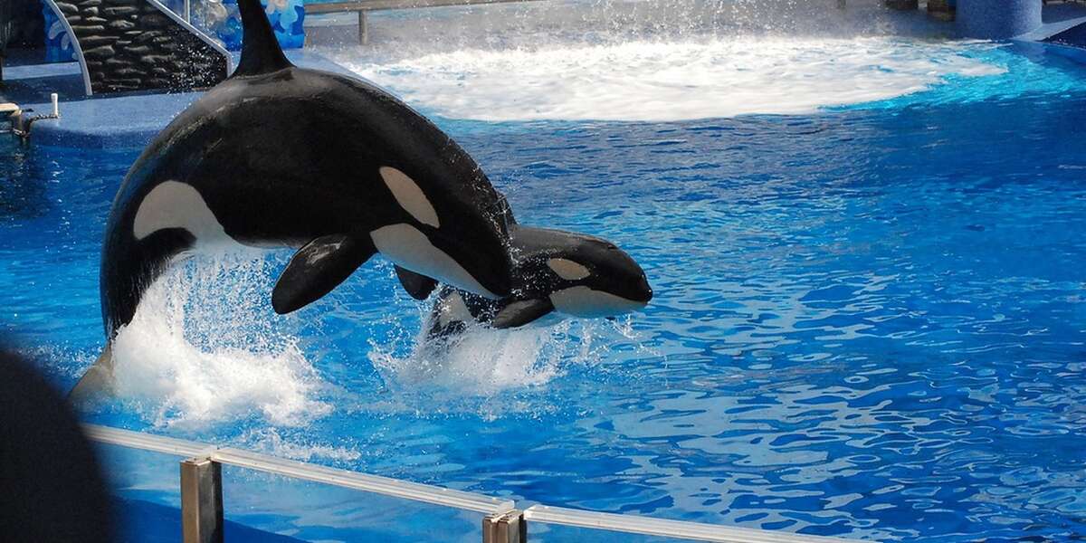 Seaworld Questions SeaWorld's Latest 'Evolution' Raises More Questions Than Answers - The Dodo