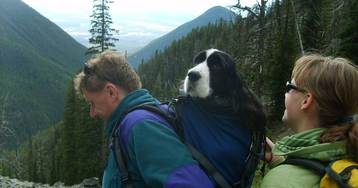 4 Best Dog Backpack Carriers For Hiking And Travel Adventures With Your Pup  - DodoWell - The Dodo