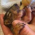 Squirrel Who Fell Out Of A Tree Finds The Perfect Family