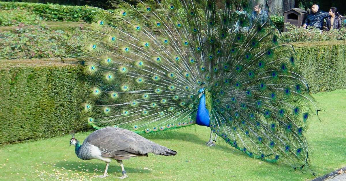 Opposites Attract? 6 Species Where The Male And Female Look Nothing