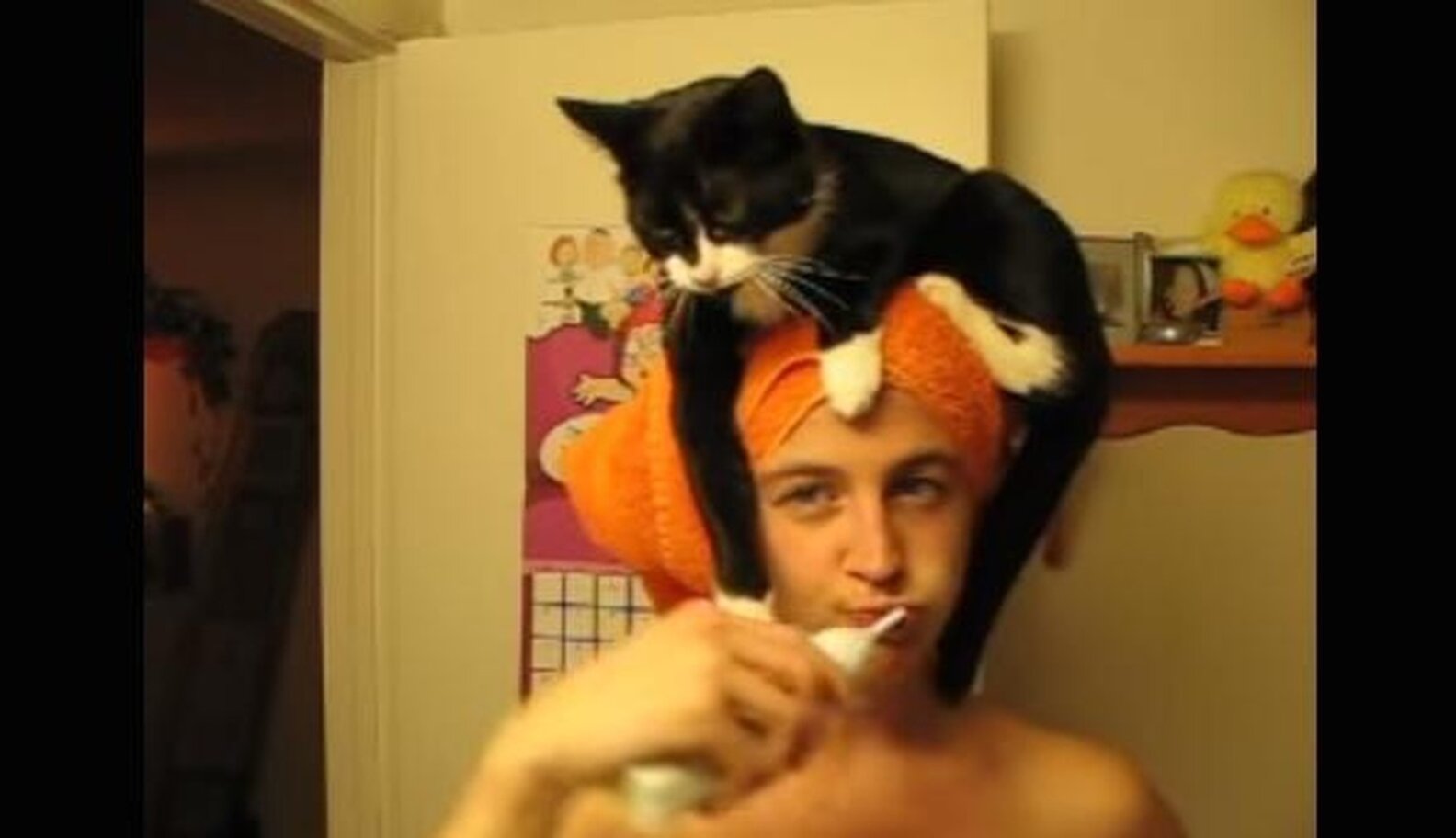 Why Do Cats Sit On Heads? The Dodo