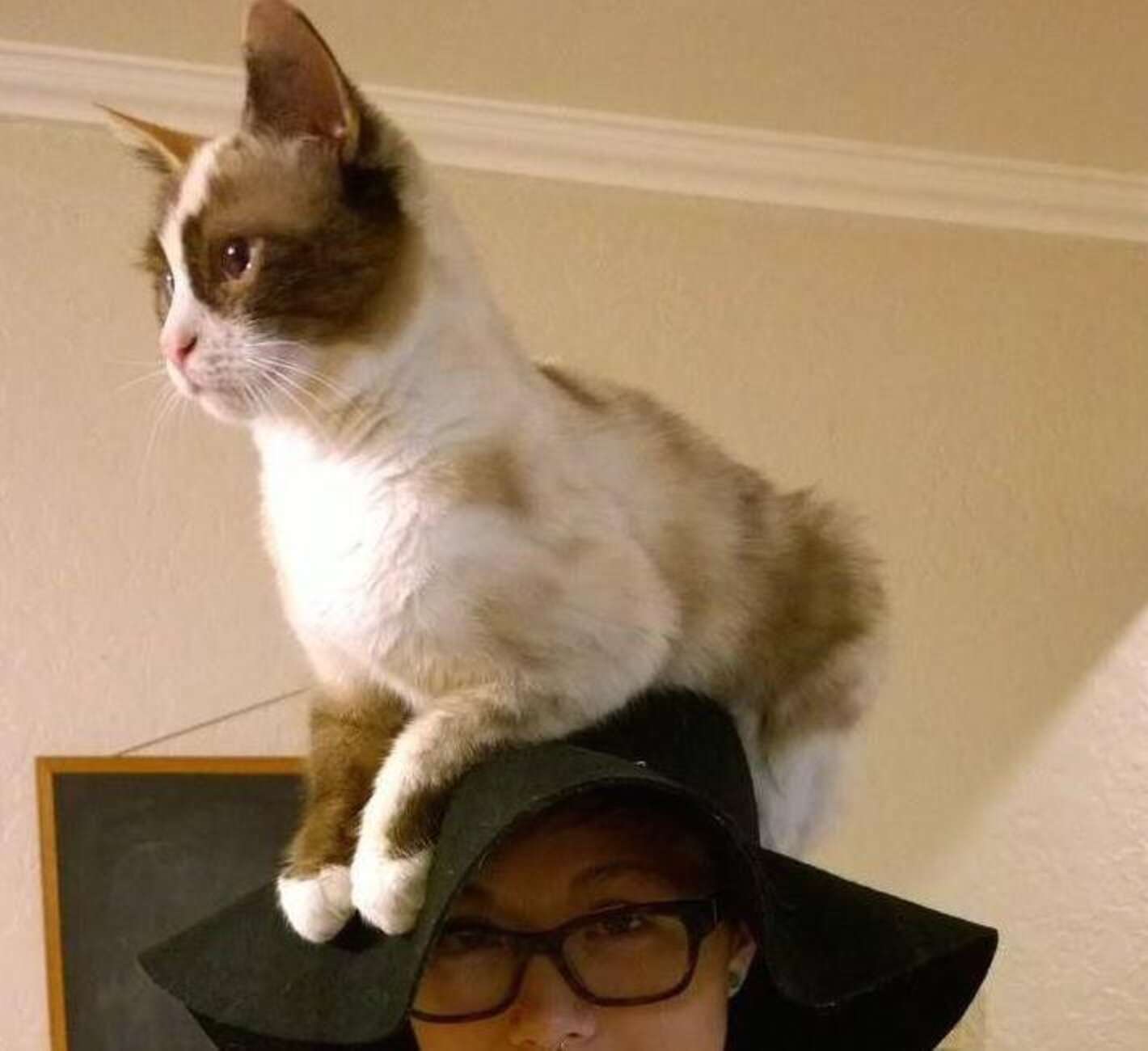 Why Do Cats Sit On Heads? - The Dodo