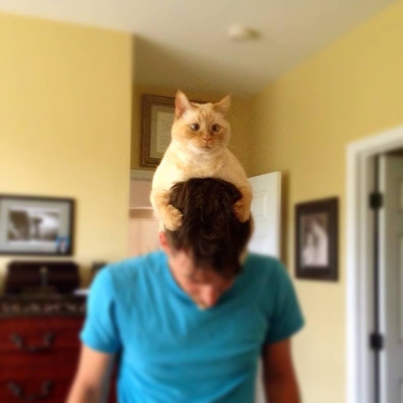 Why Do Cats Sit On Heads The Dodo