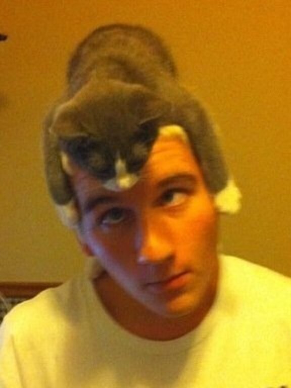 Why Do Cats Sit On Heads? The Dodo