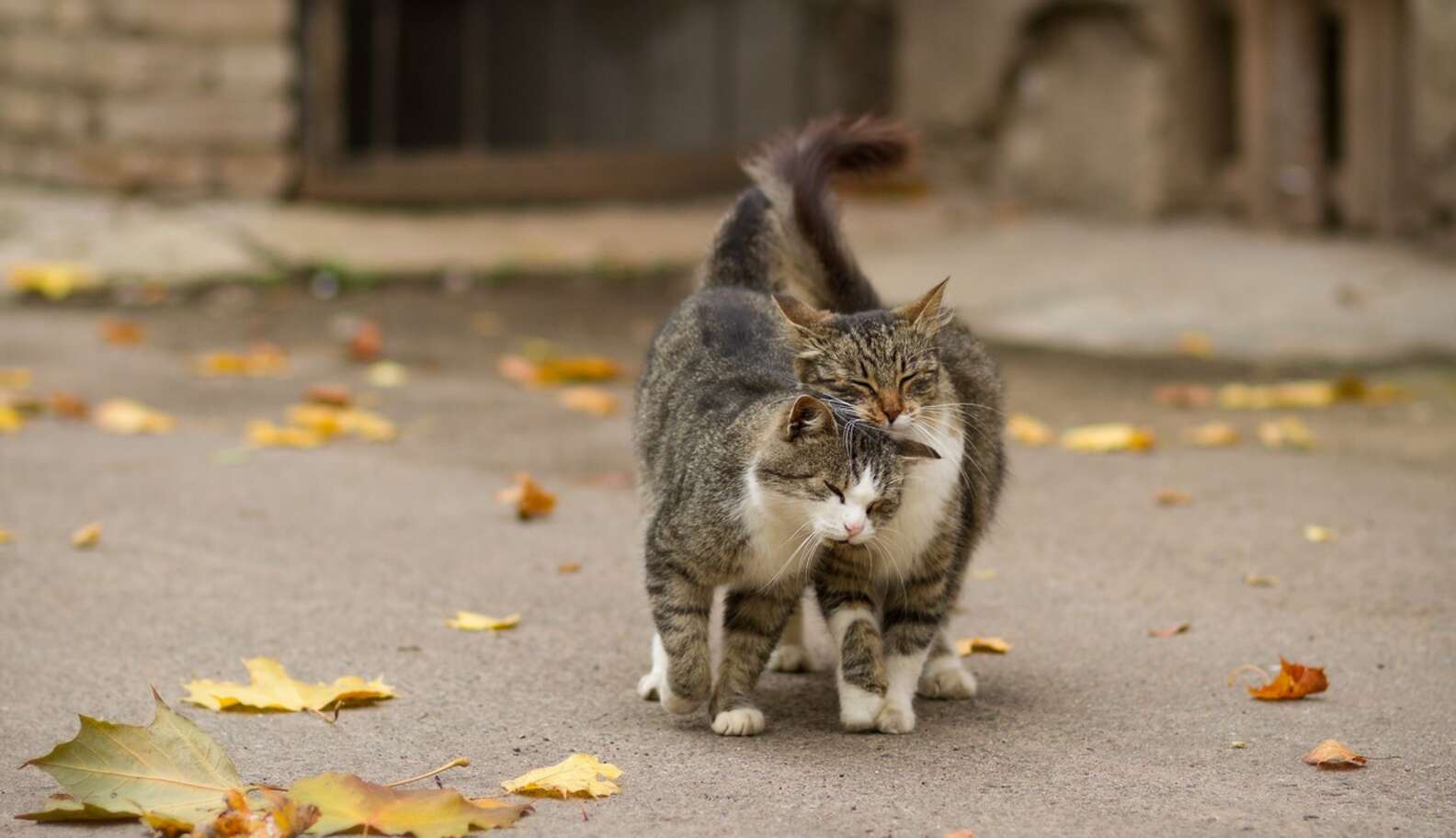 Why Do Cats Sit On Heads The Dodo why-do-cats-sit-on-heads-the-dodo