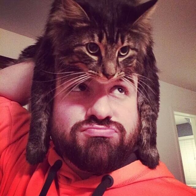 Why Do Cats Sit On Heads? - The Dodo