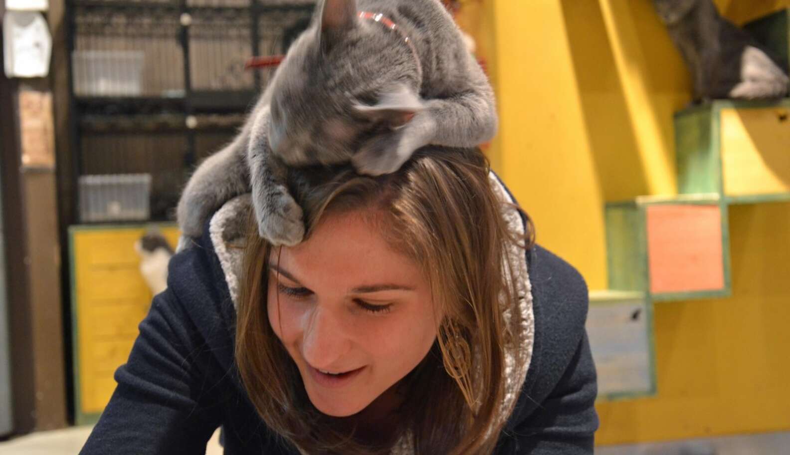 Why Do Cats Sit On Heads? - The Dodo