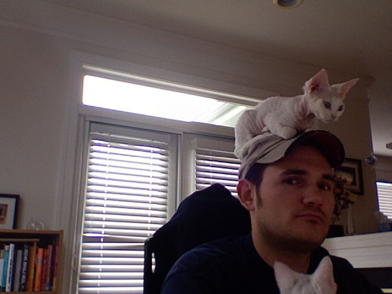 Why Do Cats Sit On Heads? The Dodo