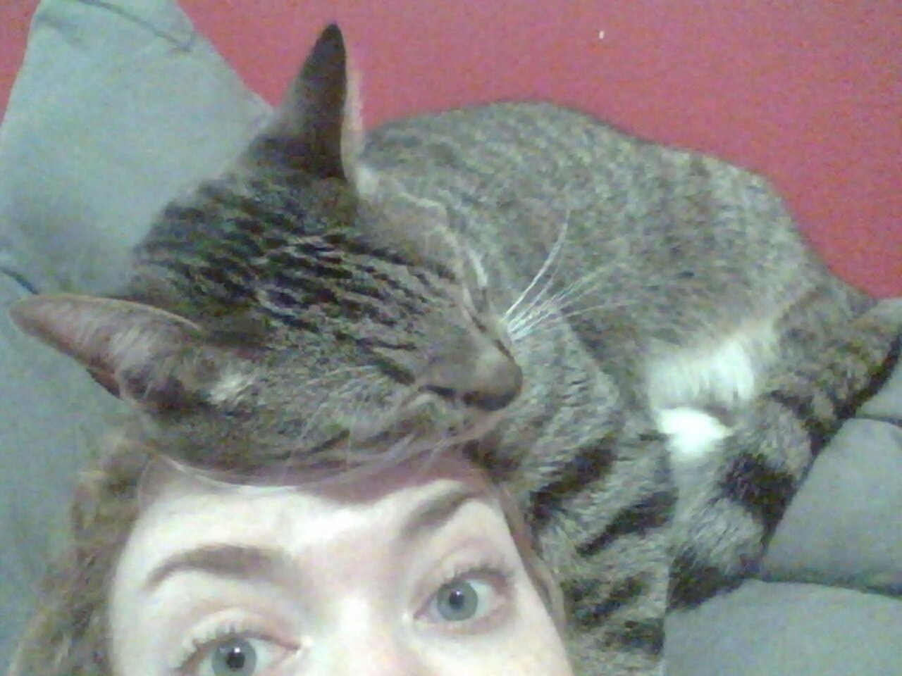 Why Do Cats Sit On Heads? The Dodo