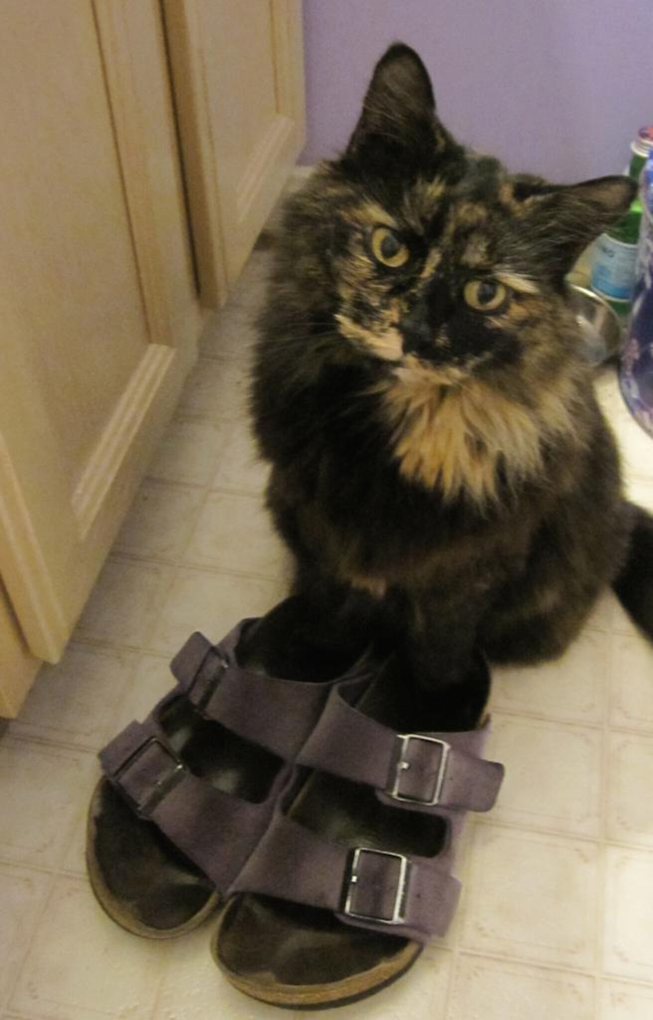 Why Do Cats Sit On Heads? The Dodo