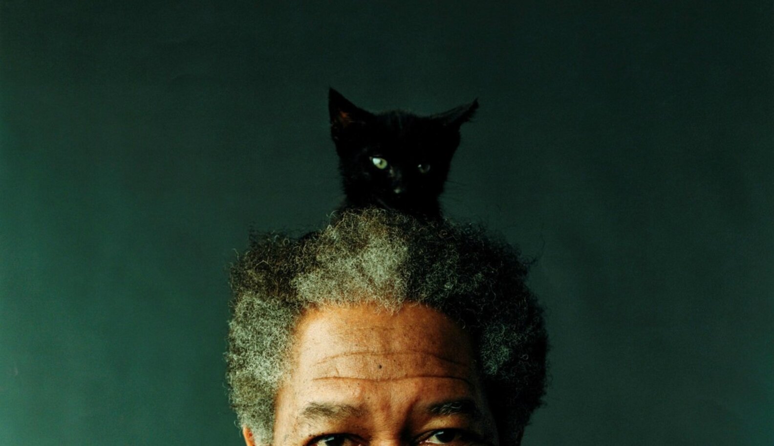 Why Do Cats Sit On Heads? - The Dodo
