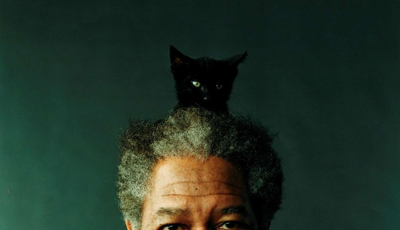 Why Do Cats Sit On Heads? - The Dodo