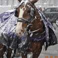 NYC’s Carriage Horses Forced To Work In Every Storm This Winter