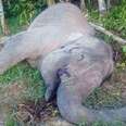 Endangered Elephant Killed On Land Where He Was Supposed To Be Safe