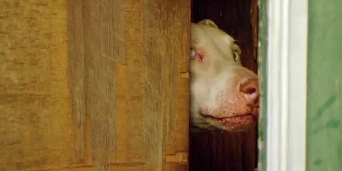 Starving Dog Gets Rescued And Finds A New Home - Videos - The Dodo