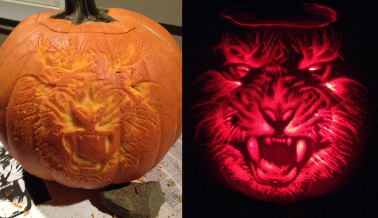 Move Over, Spooky Faces Animals Make The Best JackO’Lanterns The