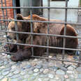 Russia's Lonely Caged Bears Reveal Cruel Trade