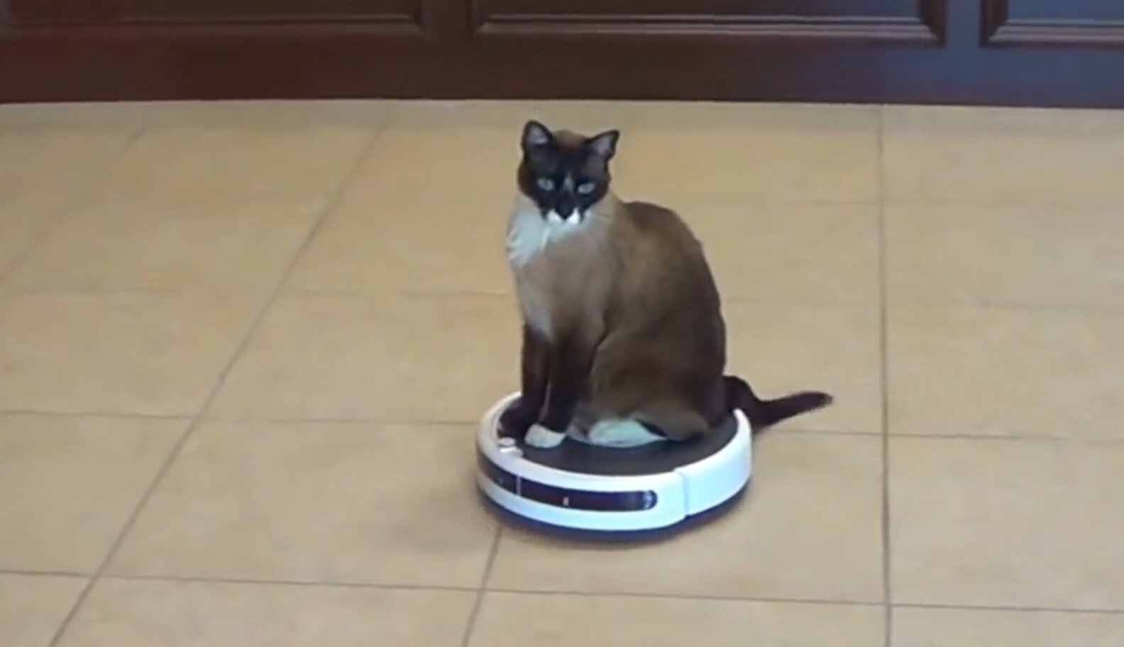 WATCH Cats On Roombas The Dodo