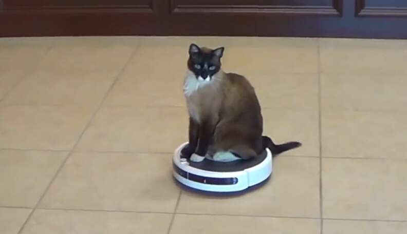 Cat riding on a 2024 roomba