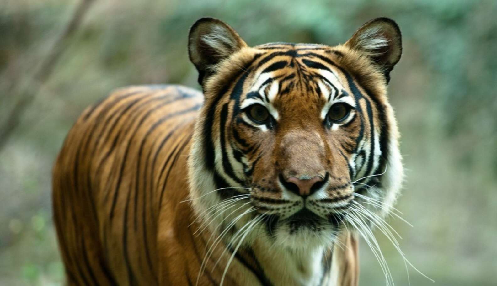 A Tiger Was Just Rescued From Rapper Tyga's Backyard - The Dodo