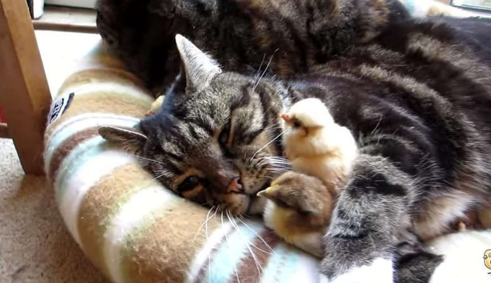 Very Tolerant Cat Endures Kisses From His Baby Chicks - The Dodo