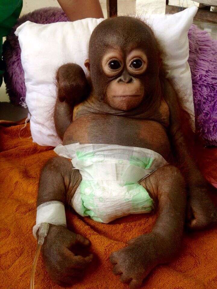 Baby orangutan stuffed animal online