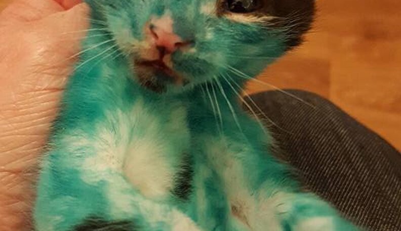 Kittens Found Covered In Ink Are So Happy To Get Clean - The ...