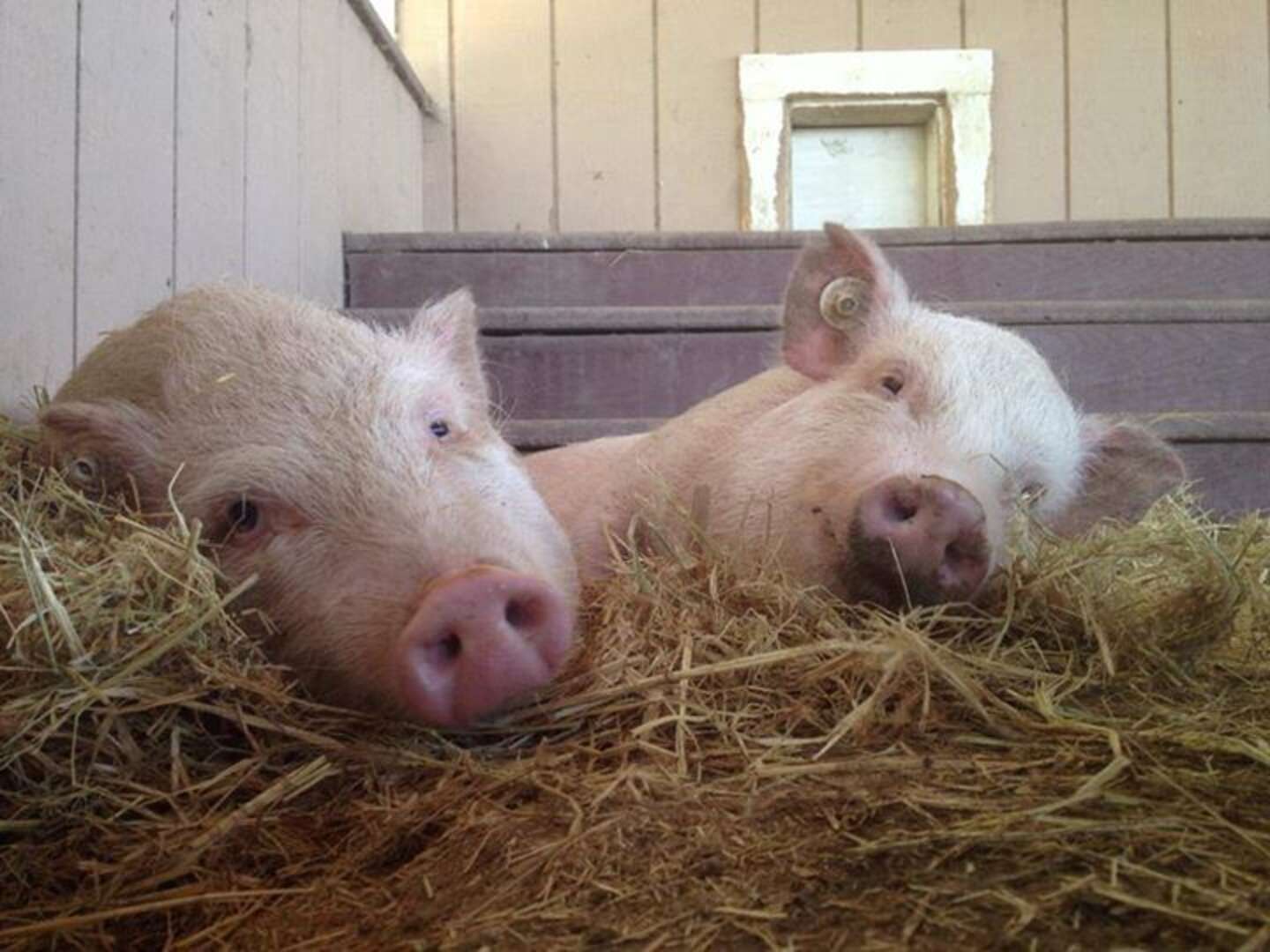 Pigs Rescued From Lab Feel Sunlight For The Very First Time - The Dodo