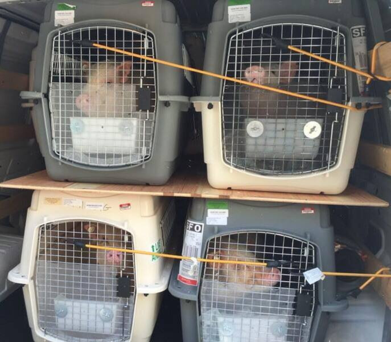 Pigs Rescued From Lab Feel Sunlight For The Very First Time - The Dodo