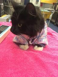 Cat saved from drowning in Australia