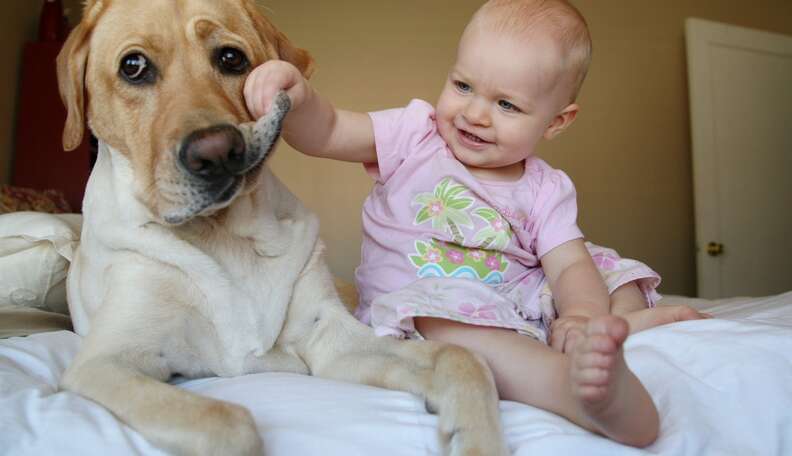 are dogs dangerous for babies