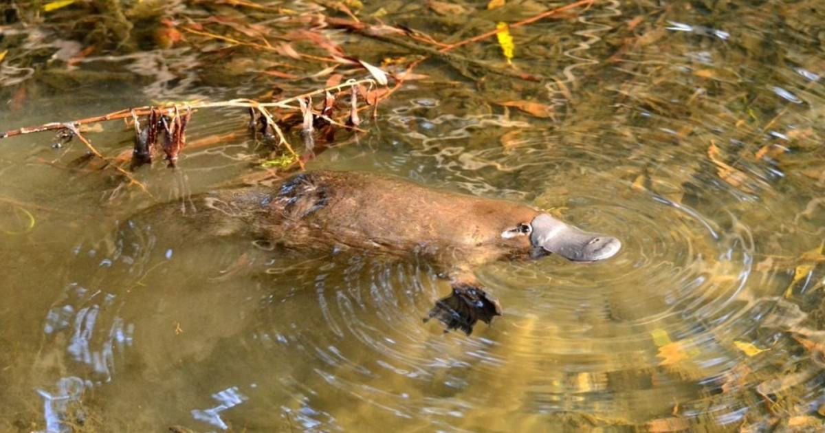 platypus eating