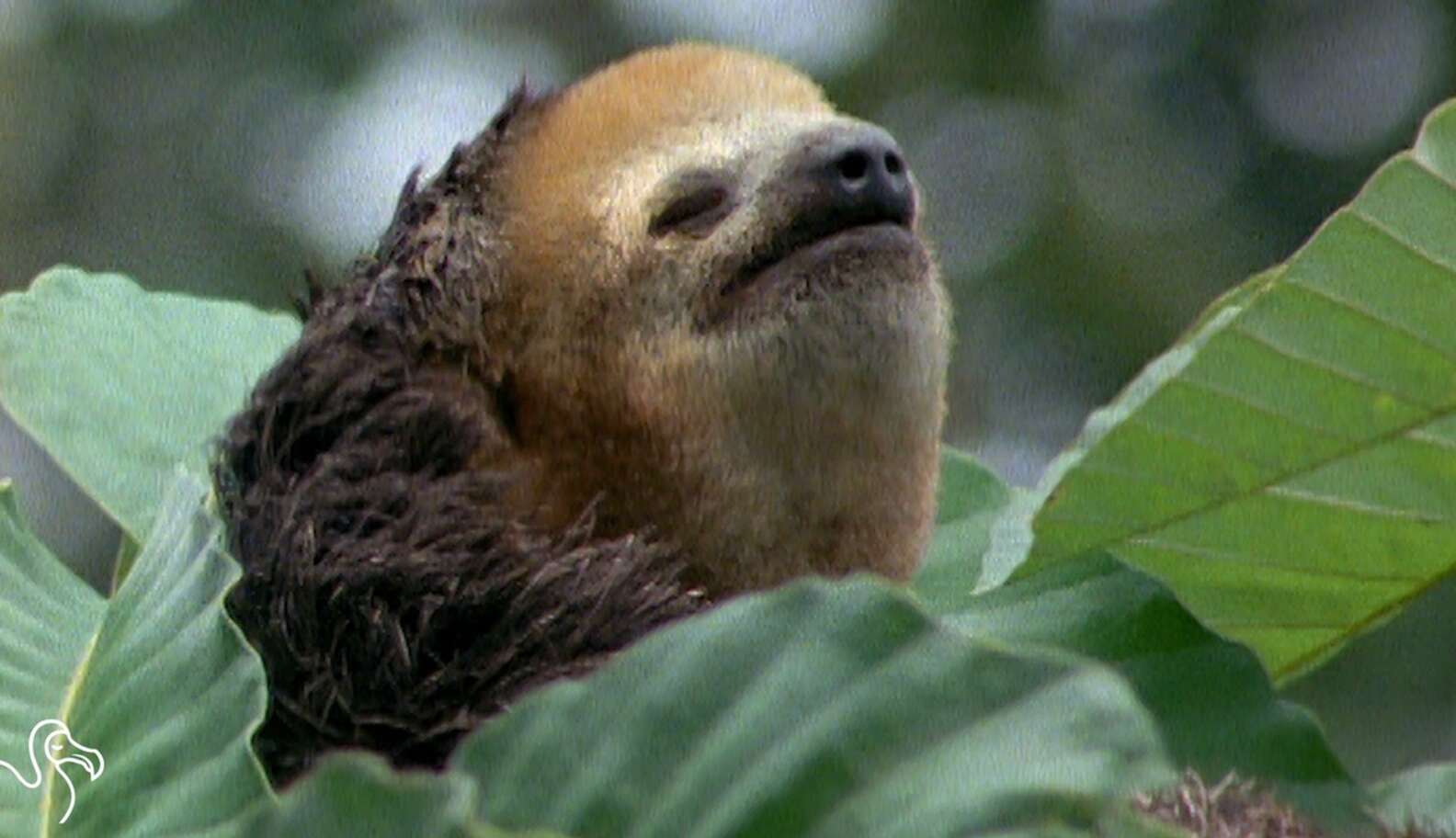 WATCH: Sloths Aren't Slow, They're Just Super Chill - The Dodo