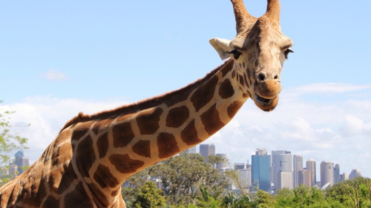 European Zoos Euthanize Over 3,000 “Surplus” Animals Each Year