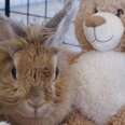 Rescued Rabbit Won't Let Anyone Near Her New Teddy Bear