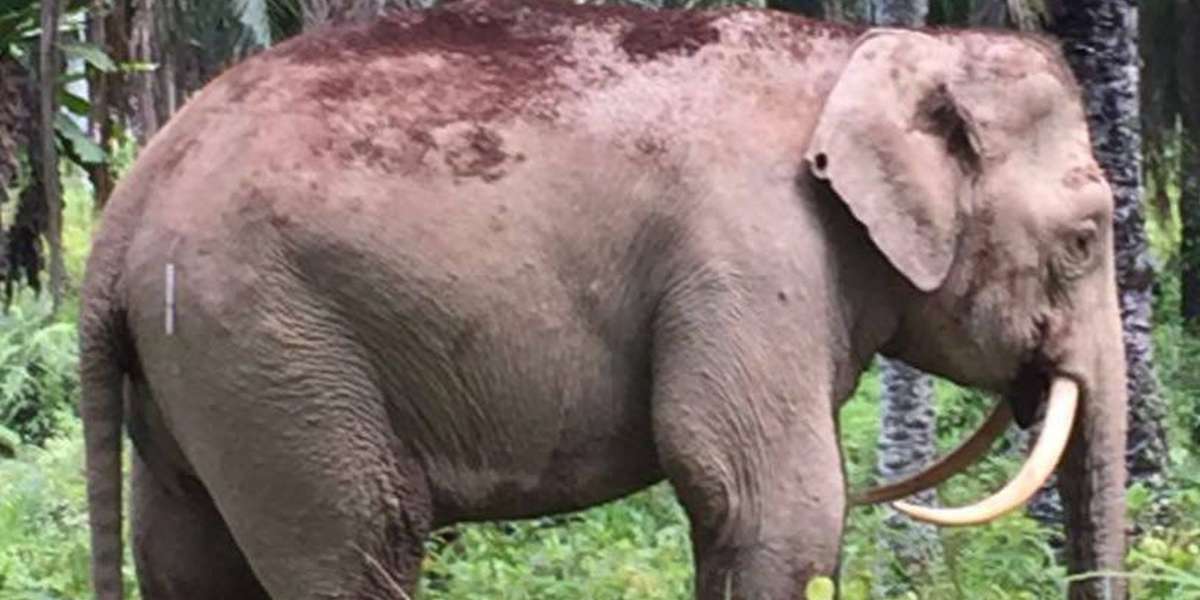 Beloved Elephant With Unique Tusks Was Just Killed For His Ivory The Dodo
