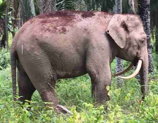 Beloved Elephant With Unique Tusks Was Just Killed For His Ivory - The Dodo